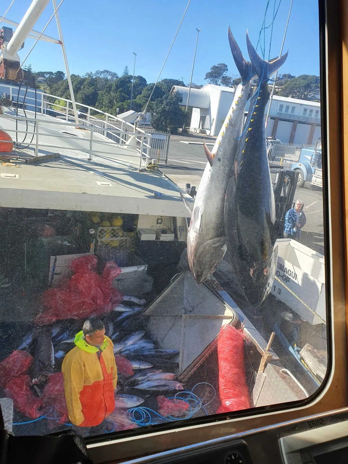 Recent catch on FV Instagator - tuna longline drum operated by MWC Hydraulic Controller